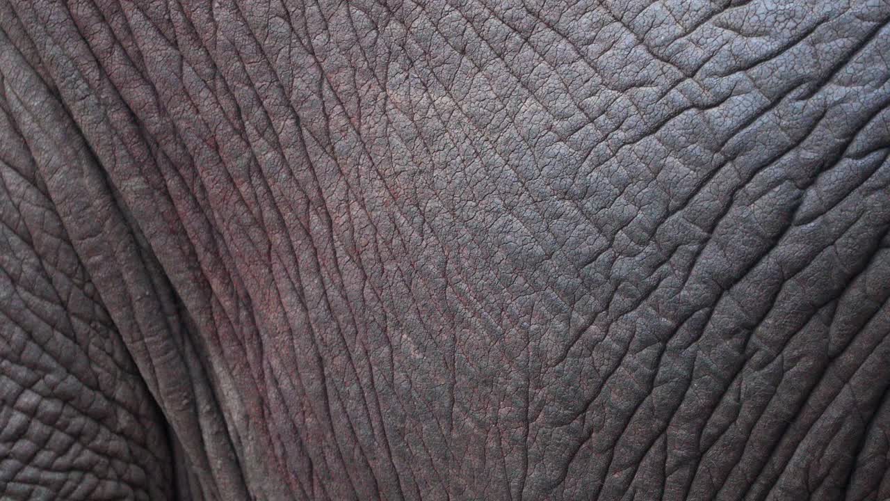 piel de textura áspera de un elefante de la sabana africana con arrugas y grietas