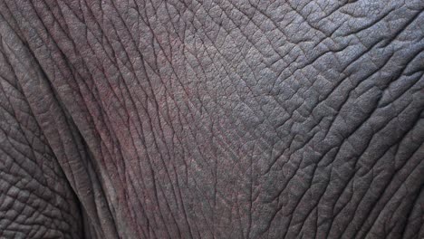 piel de textura áspera de un elefante de la sabana africana con arrugas y grietas