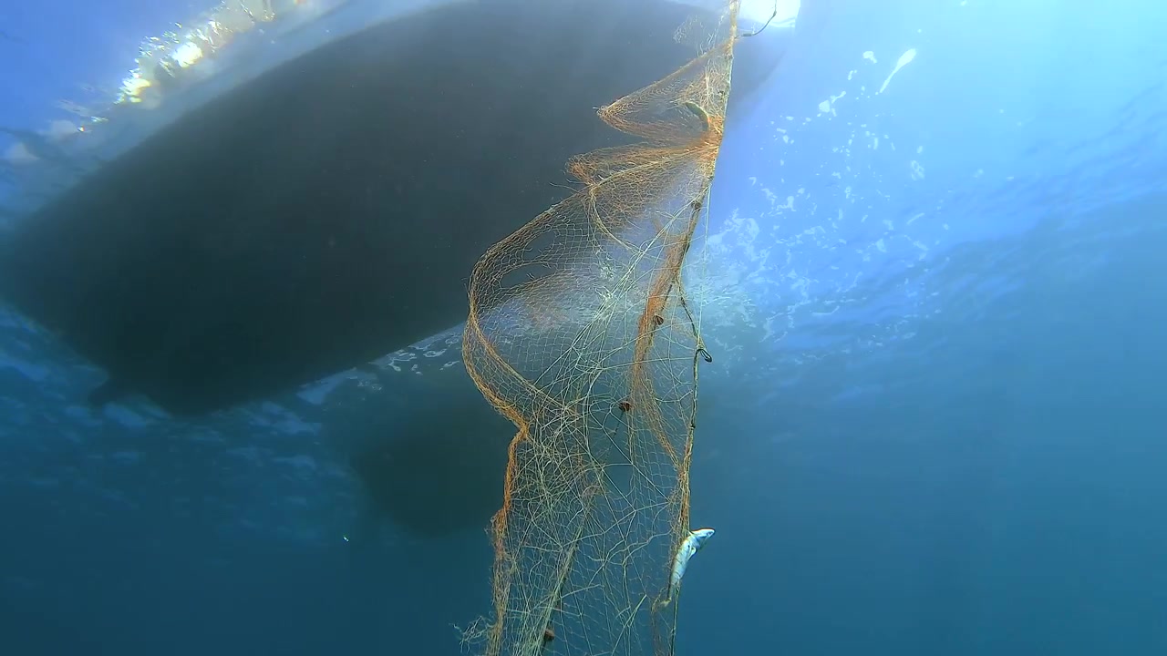 Small Fish Caught in Fishing Net Underwater