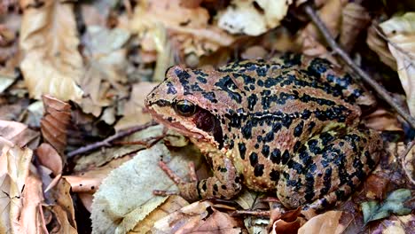 Gemeiner-Europäischer-Frosch-Mit-Verschwommenem-Hintergrund