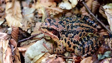 rana europea común con fondo borroso