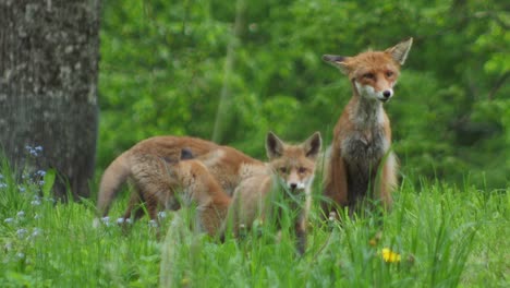 cute red fox cub stands in the grass and looks at the camera