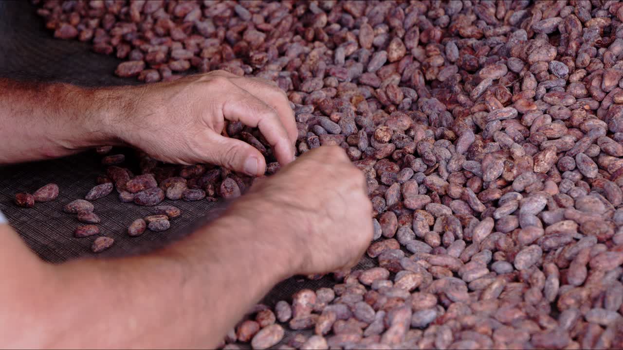 Cacao seeds being hand picked - Jaen, Cajamaca, Peru - 4k