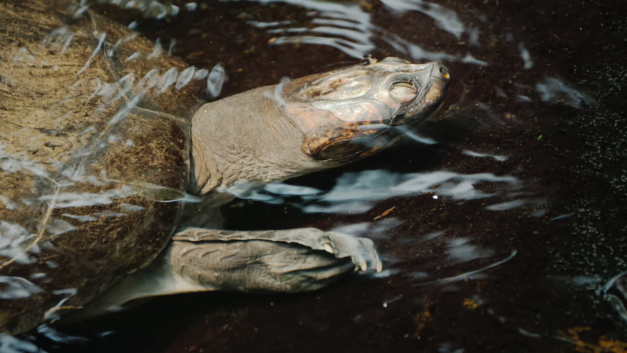 A Large Turtle In The Water Visible Head And Armor Shell