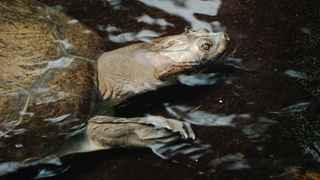 una tortuga grande en la cabeza visible del agua y caparazón de armadura