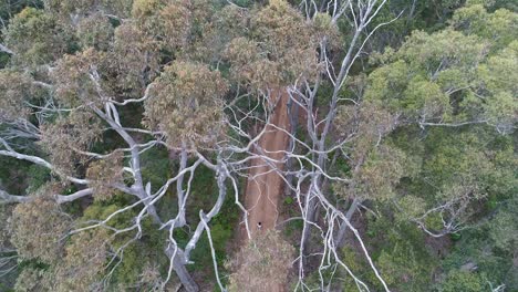 karri forest drone top down with person