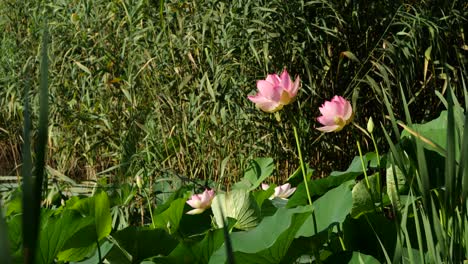 Flores-De-Loto-Delicadas-En-Un-Día-Soleado,-Fondo-De-Caña-Exuberante,-4k