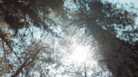 looking up at a pine tree while sun is shining. pan left with lens flare, 4k footage