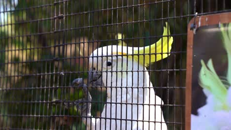 una cacatúa con cresta de azufre, cacatua galerita con cresta amarilla se aferra al costado de la jaula, bob y baile para los turistas y transeúntes en el santuario de la vida silvestre, disparo de cerca
