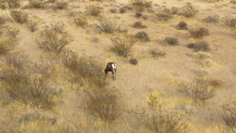 aerial view of bighorn sheep wildlife in valley of fire nevada usa