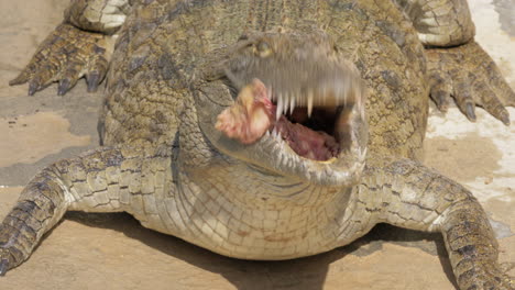 big crocodile with meat in its jaws