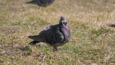 close up of pigeon with iridescent neck feathers preening body while standing on grassy ground in daylight with blurred background showing another bird