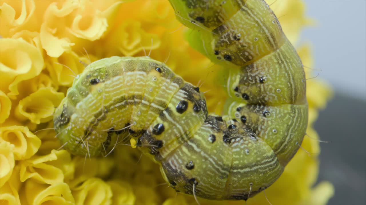 insecto oruga en busca de alimento en la flor