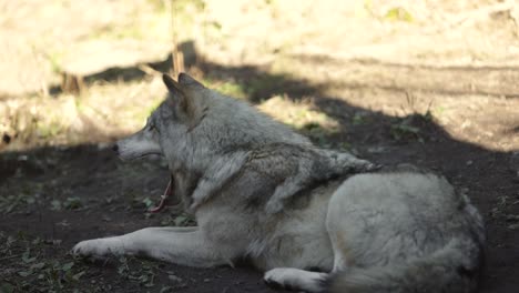 timber wolf yawning slomo sleepy predator