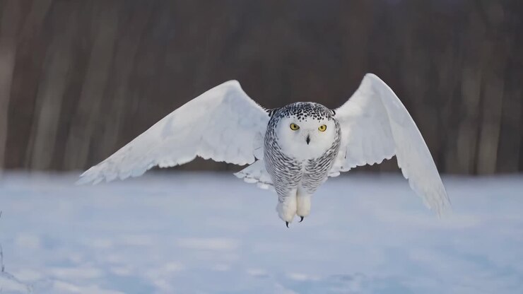A snowy owl in flight captured head-on at eye level, showcasing its wingspan against a snowy