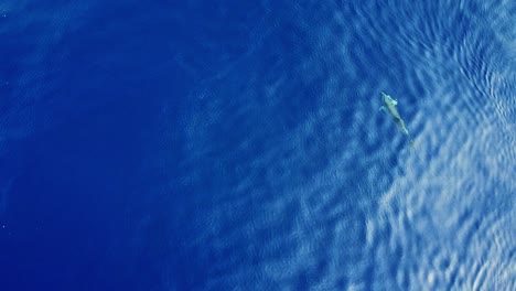 Dolphin-Eating-In-The-Blue-Ocean