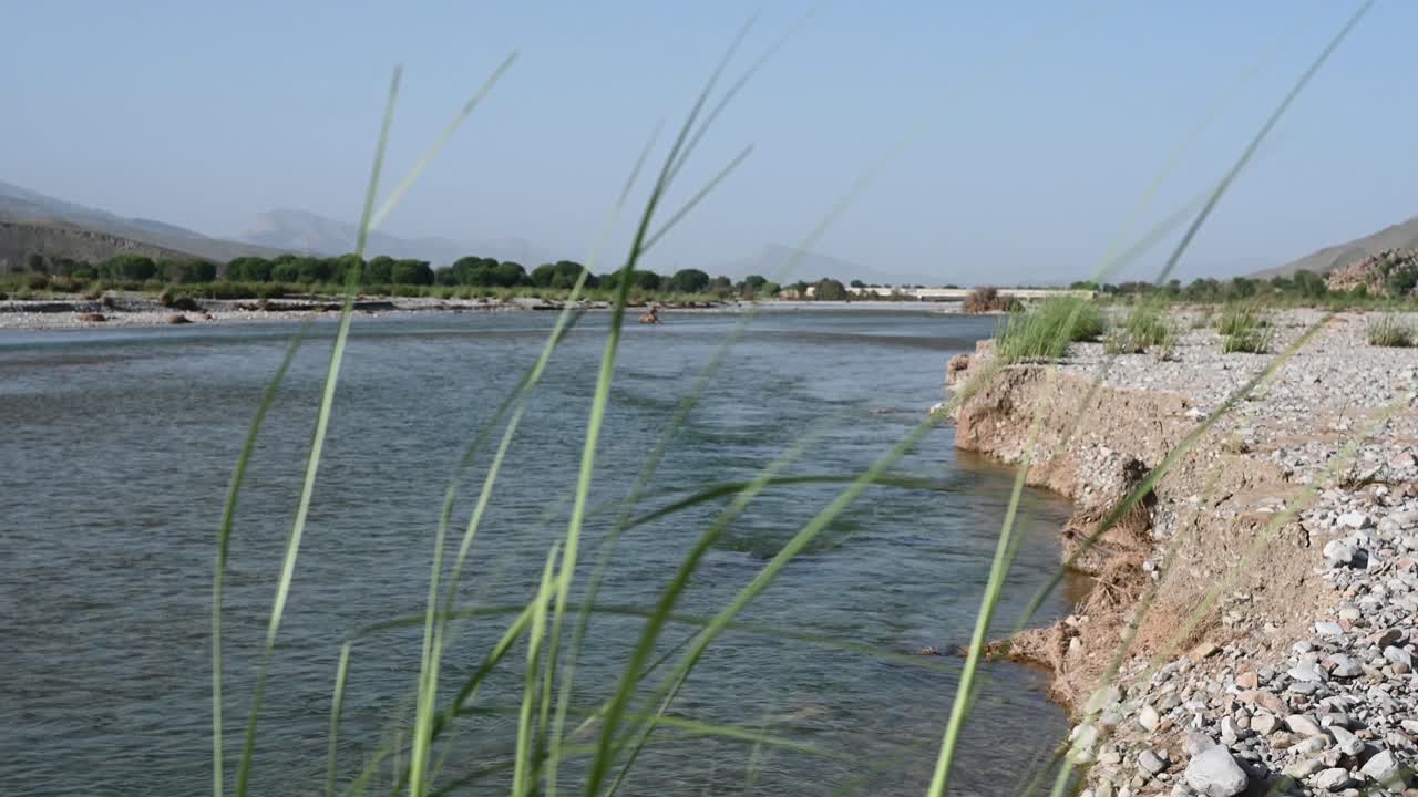 altos juncos verdes ondeando con el río que fluye visto