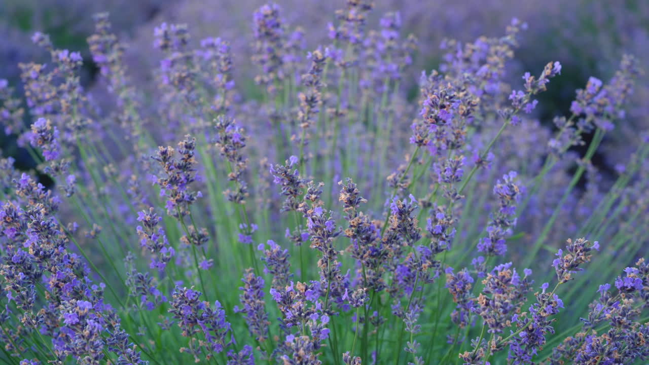 Close up of lavender branches in a filed at sunset
