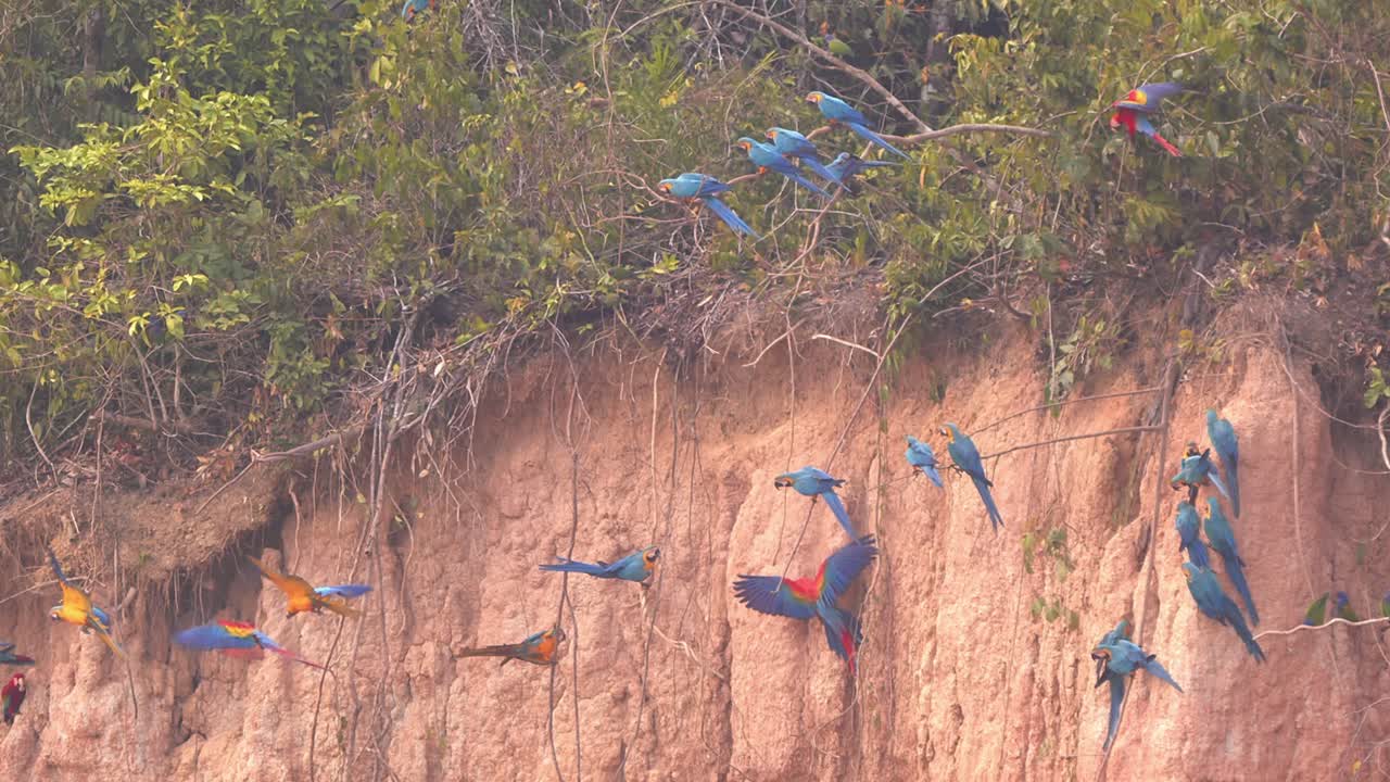 Scarlet and Blue-and-Yellow Macaws Interacting on a Branch at Amazon Clay Lick