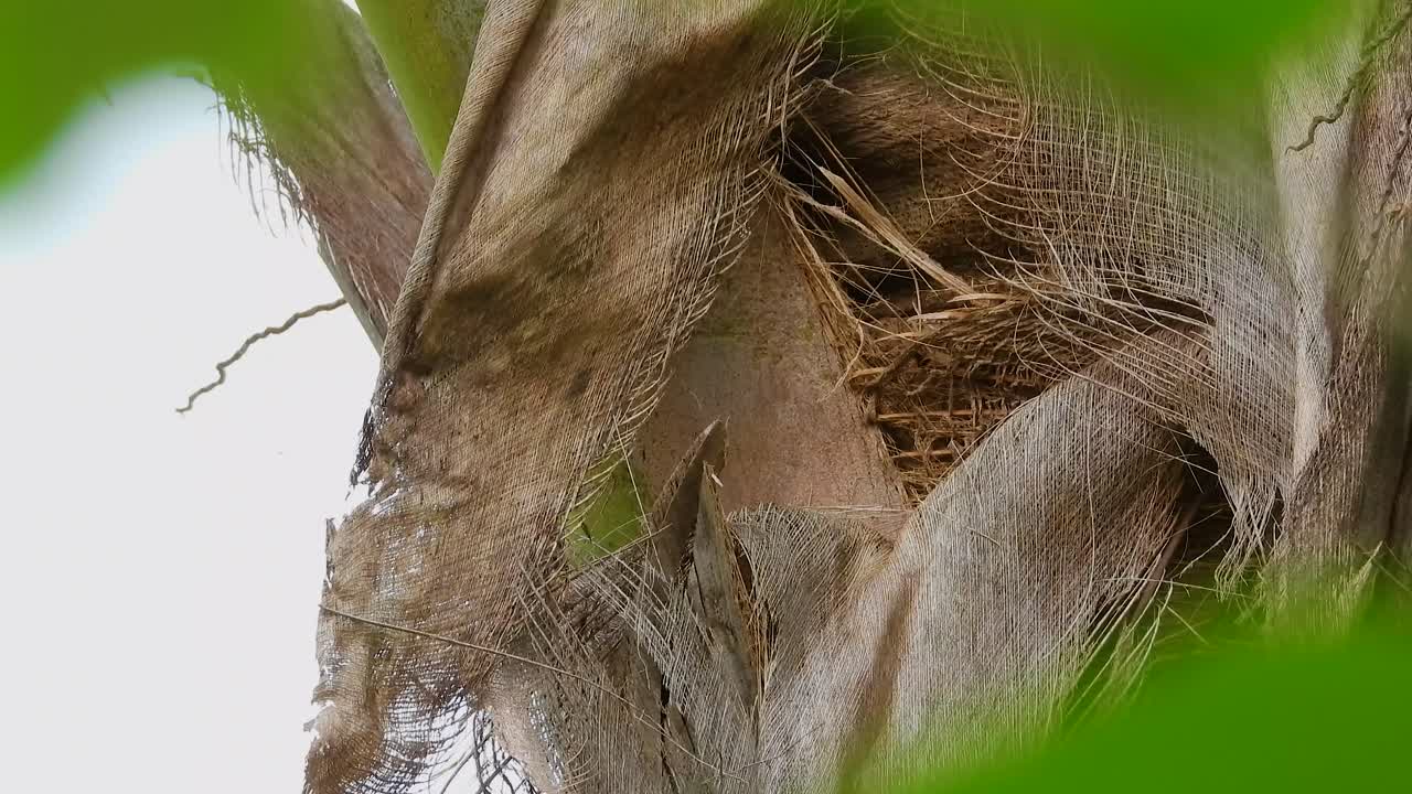 el pequeño y gran kiskadee en busca de insectos en la selva de minca, colombia