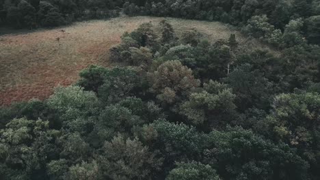 Volando-Sobre-Un-Hermoso-Bosque-En-Noruega