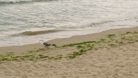 Zeitlupe-Schöne-Möwe,-Die-Allein-Auf-Der-Suche-Nach-Etwas-Am-Strand-Spazieren-Geht