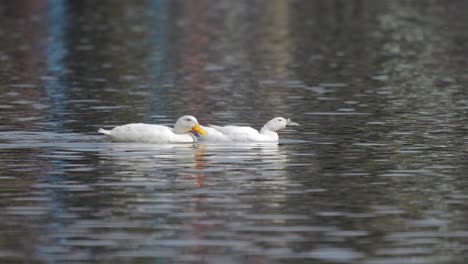 Zwei-Weiße-Hausenten-Schwimmen-In-Einem-See-Herum