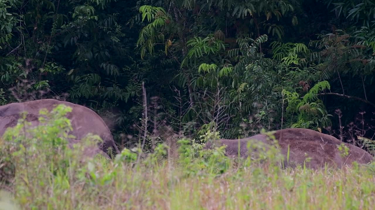 아시아 코끼리는 멸종 위기 종이며 태국 거주자이기도합니다.