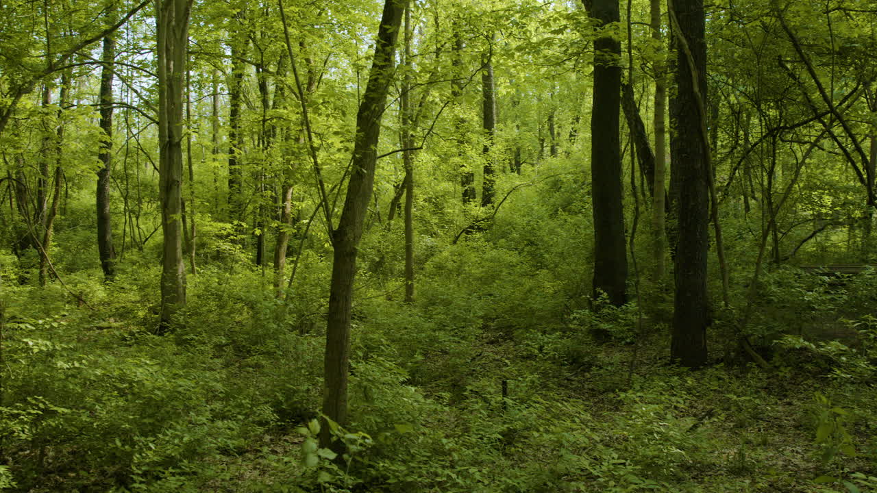 cacerola lenta de hermoso bosque verde