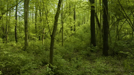 Langsame-Pfanne-Des-Schönen-Grünen-Waldes