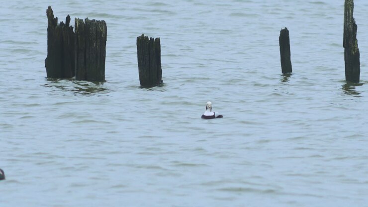 Male Long-tailed duck swimming in water and looking for food, overcast day, distant medium shot