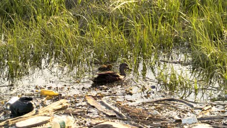 Mamá-Pato-Con-Pato-Bebé-Buscando-Comida-En-Aguas-Residuales-De-Pantanos