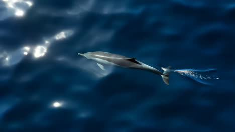 dolphin swimming in deep blue ocean