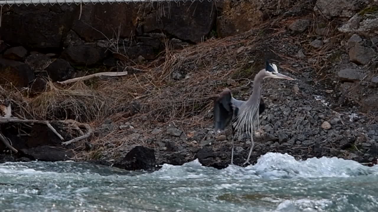 Slow Motion of Great Blue Heron taking flight