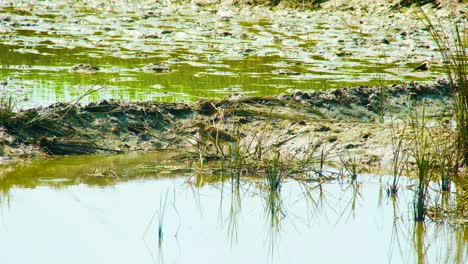 Una-Garza-O-Garceta-Tratando-De-Encontrar-Peces-En-Un-Pantano-O-Estanque