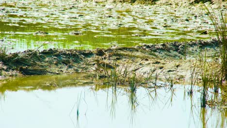una garza o garza tratando de encontrar peces en un pantano o estanque
