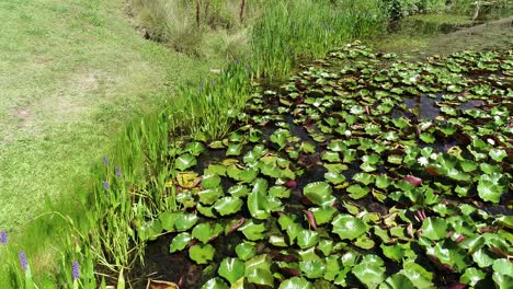 aerial drone flight over lily pads with white flowers