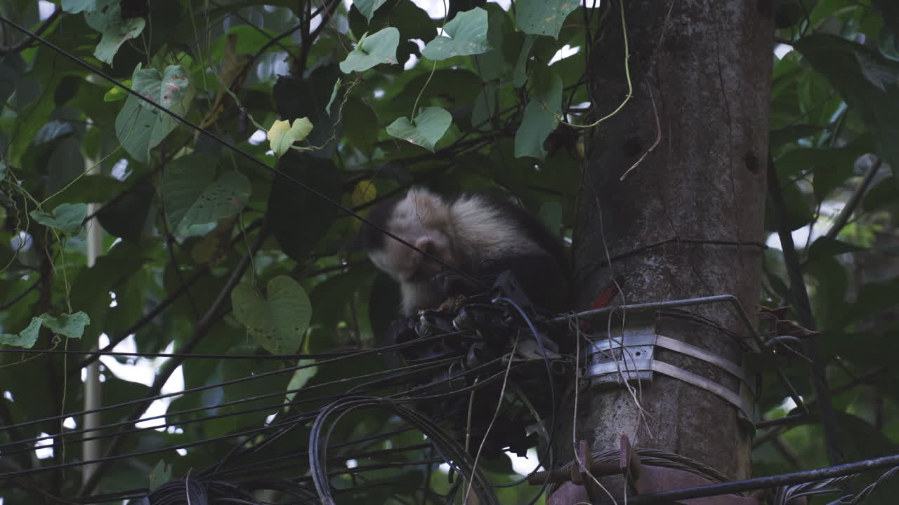 mono comiendo un cable telefónico cables de líneas eléctricas