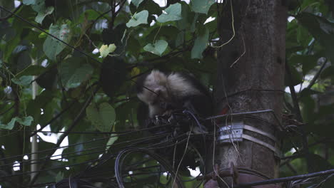 Mono-Comiendo-Un-Cable-Telefónico-Cables-De-Líneas-Eléctricas