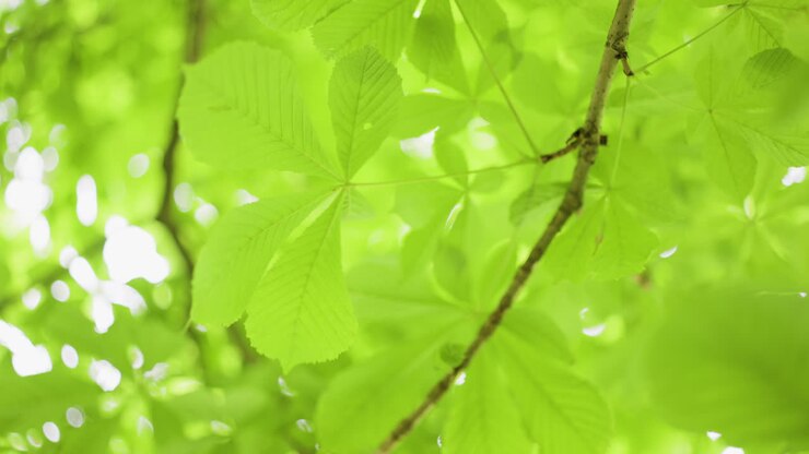 Green Chestnut Leaves