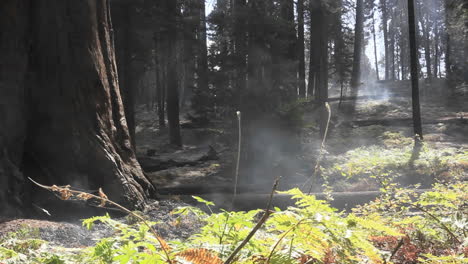 Nebel-In-Einem-Mammutbaumwald-1