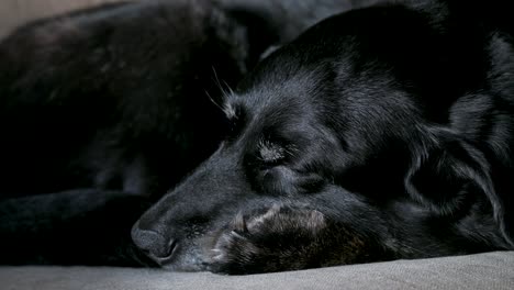 vista de un perro negro anciano profundamente dormido, abriendo brevemente sus ojos