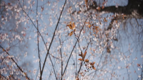 spring blossoms