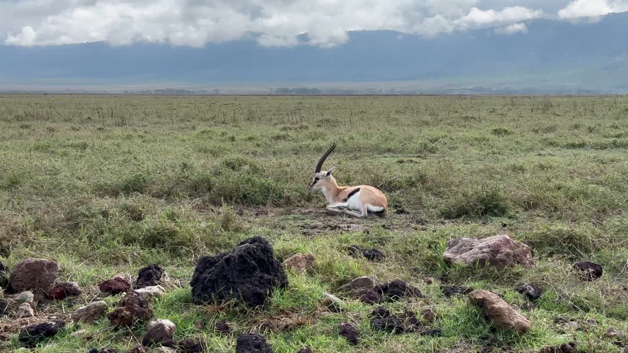 Thomson's gazelle (Eudorcas thomsonii) in Ngorongoro crater in Tanzania.