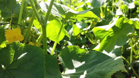 Planta-Y-Flor-De-Pepino-En-Un-Día-Soleado