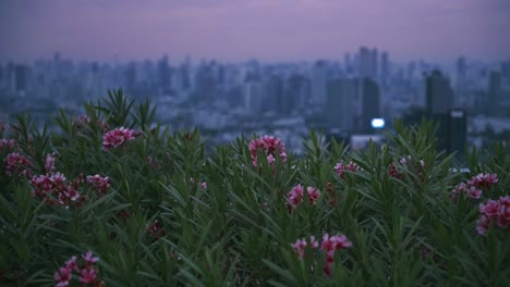 las flores de nerium oleander con vistas al amanecer en el paisaje urbano de bangkok