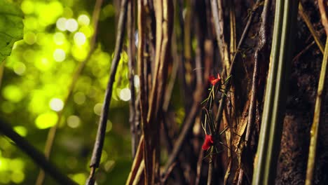 Sideways-view-of-a-red-black-Mating-Assassin-bugs-pair-on-a-tree-in-the-amazon-rain-forest