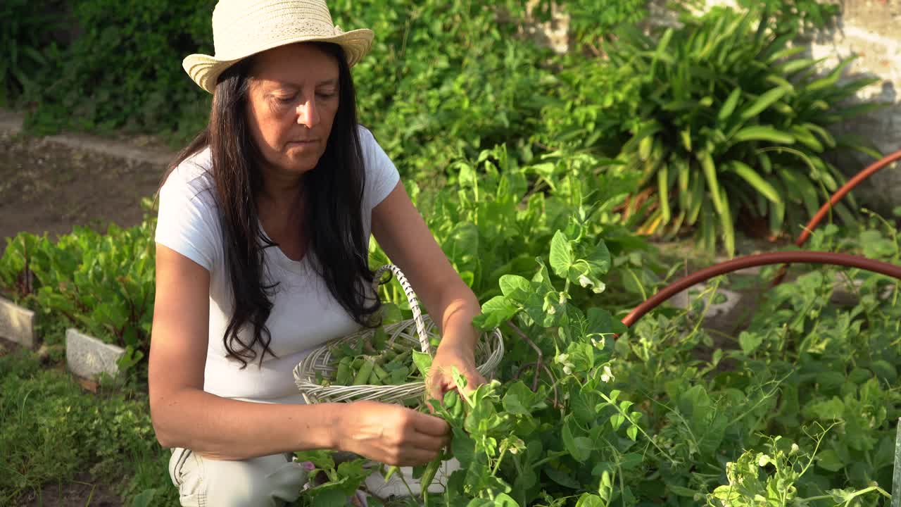 mujer adulta cosechando vainas de haba cultivadas en casa de la planta en el jardín