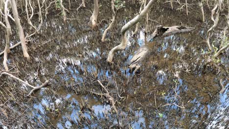 lapso de tiempo de un bosque que cambia a través de las estaciones