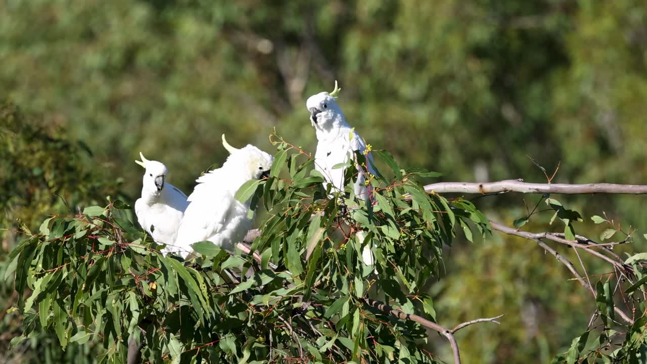 Three White Cockatoos in an Eucalyptus Tree